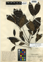 Zanthoxylum riedelianum subsp. kellermanii (P. Wilson) Reynel, Mexico, Ll. Williams 9287, F